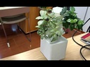 Fuente hidropónica vegetal